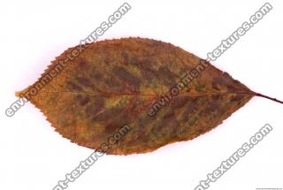 Photo Texture of Leaf 0021